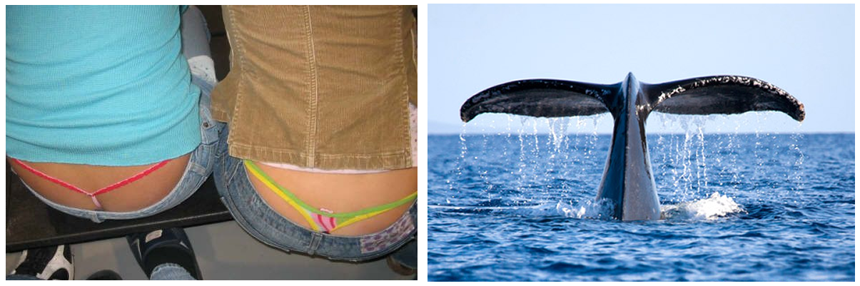 Free samples lesbian whale tail